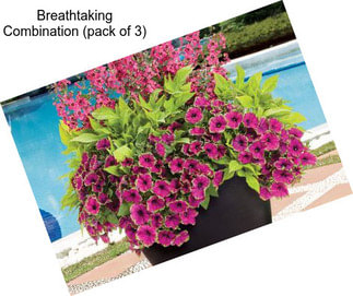 Breathtaking Combination (pack of 3)