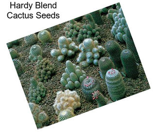 Hardy Blend Cactus Seeds