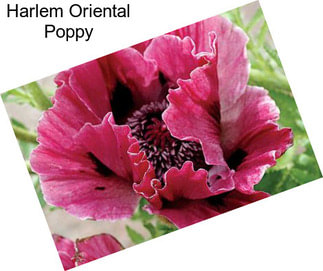 Harlem Oriental Poppy