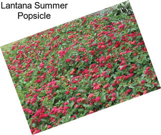 Lantana Summer Popsicle