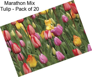 Marathon Mix Tulip - Pack of 20