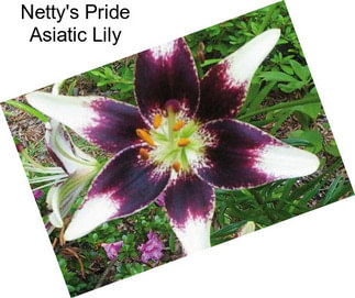 Netty\'s Pride Asiatic Lily