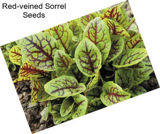 Red-veined Sorrel Seeds