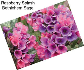 Raspberry Splash Bethlehem Sage