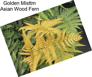 Golden Misttm Asian Wood Fern