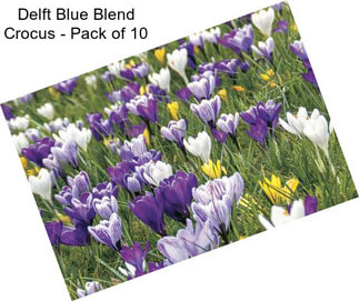Delft Blue Blend Crocus - Pack of 10