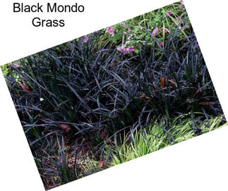 Black Mondo Grass