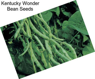 Kentucky Wonder Bean Seeds