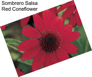 Sombrero Salsa Red Coneflower