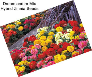 Dreamlandtm Mix Hybrid Zinnia Seeds