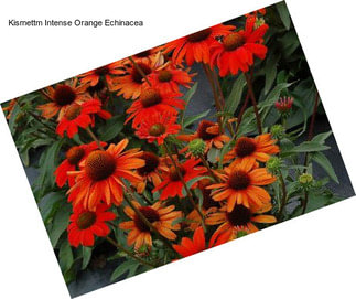 Kismettm Intense Orange Echinacea