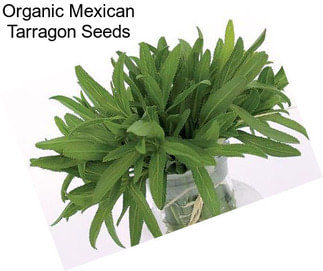 Organic Mexican Tarragon Seeds
