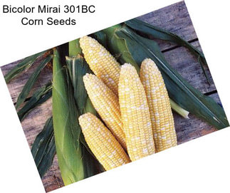Bicolor Mirai 301BC Corn Seeds
