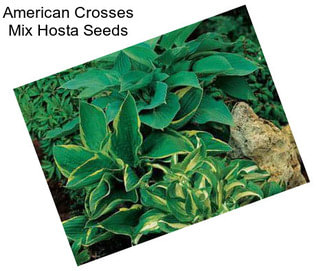American Crosses Mix Hosta Seeds