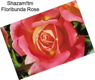 Shazam!tm Floribunda Rose