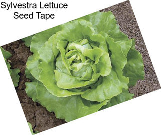 Sylvestra Lettuce Seed Tape