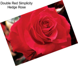 Double Red Simplicity Hedge Rose