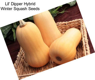 Lil\' Dipper Hybrid Winter Squash Seeds