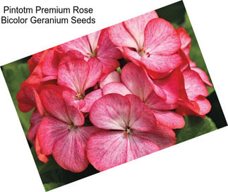 Pintotm Premium Rose Bicolor Geranium Seeds