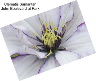 Clematis Samaritan Jotm Boulevard at Park