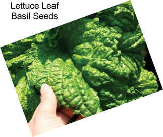 Lettuce Leaf Basil Seeds