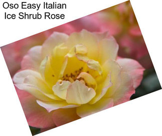 Oso Easy Italian Ice Shrub Rose