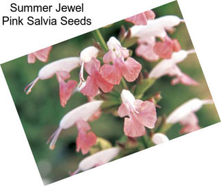 Summer Jewel Pink Salvia Seeds
