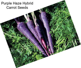 Purple Haze Hybrid Carrot Seeds