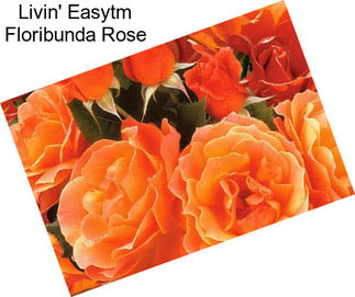 Livin\' Easytm Floribunda Rose