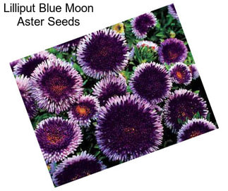 Lilliput Blue Moon Aster Seeds