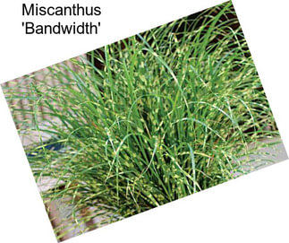 Miscanthus \'Bandwidth\'