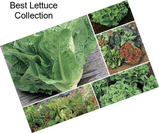 Best Lettuce Collection