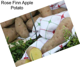 Rose Finn Apple Potato