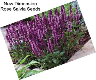 New Dimension Rose Salvia Seeds