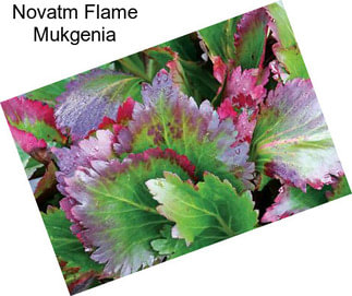 Novatm Flame Mukgenia