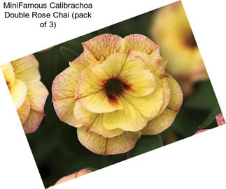 MiniFamous Calibrachoa Double Rose Chai (pack of 3)