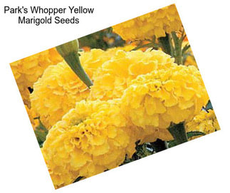 Park\'s Whopper Yellow Marigold Seeds