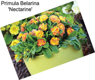 Primula Belarina \'Nectarine\'