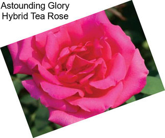 Astounding Glory Hybrid Tea Rose