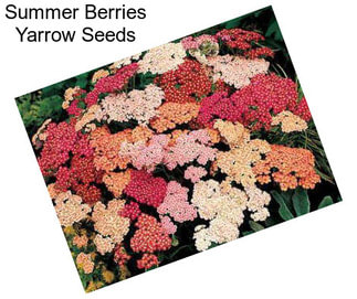 Summer Berries Yarrow Seeds
