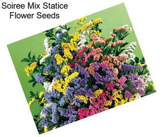 Soiree Mix Statice Flower Seeds