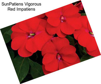 SunPatiens Vigorous Red Impatiens