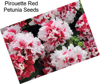 Pirouette Red Petunia Seeds