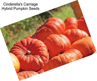 Cinderella\'s Carriage Hybrid Pumpkin Seeds