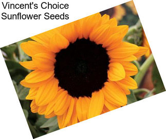 Vincent\'s Choice Sunflower Seeds
