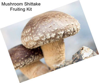 Mushroom Shittake Fruiting Kit