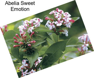 Abelia Sweet Emotion