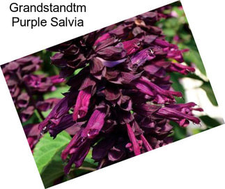 Grandstandtm Purple Salvia