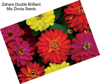 Zahara Double Brilliant Mix Zinnia Seeds