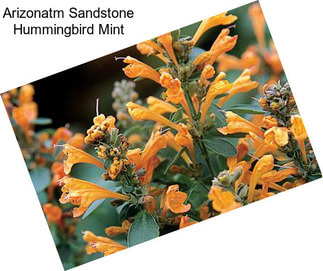 Arizonatm Sandstone Hummingbird Mint